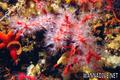 foto de buceo