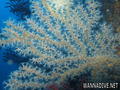 foto de buceo