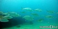 foto de buceo