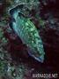 foto de buceo