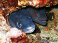 foto de buceo