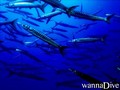 foto de buceo
