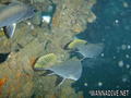 foto de buceo