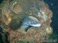 foto de buceo