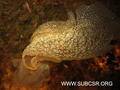 foto de buceo