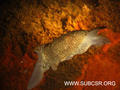 foto de buceo