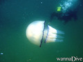 foto de buceo