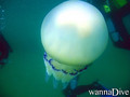foto de buceo