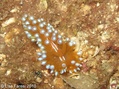 foto de buceo