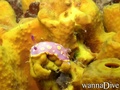 foto de buceo