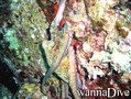 foto de buceo