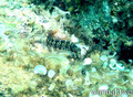 foto de buceo