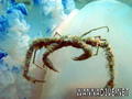foto de buceo