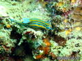 foto de buceo
