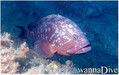 foto de buceo