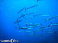 foto de buceo