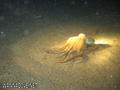 foto de buceo