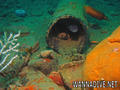 foto de buceo