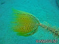 foto de buceo