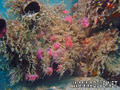 foto de buceo
