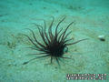 foto de buceo