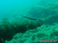 foto de buceo