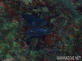 foto de buceo