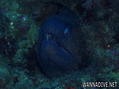 foto de buceo