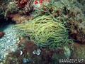 foto de buceo