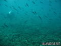 foto de buceo