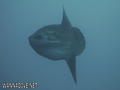 foto de buceo