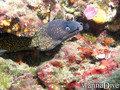 foto de buceo