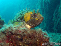 foto de buceo