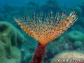 foto de buceo