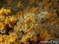 foto de buceo