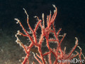 foto de buceo