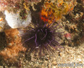 foto de buceo