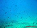 foto de buceo