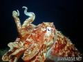 foto de buceo
