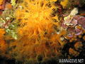 foto de buceo
