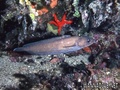 foto de buceo