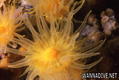 foto de buceo