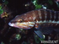 foto de buceo