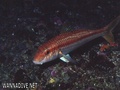 foto de buceo