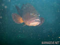 foto de buceo