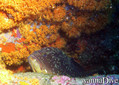 foto de buceo