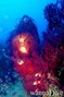 foto de buceo