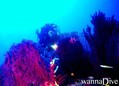 foto de buceo