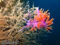 foto de buceo