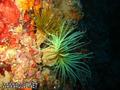 foto de buceo